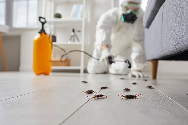 Commercial Kitchen Cockroach Control in West Springfield